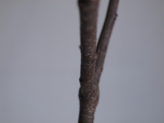 t[