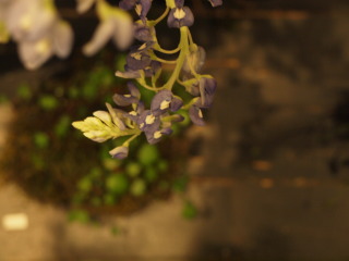 フレーム