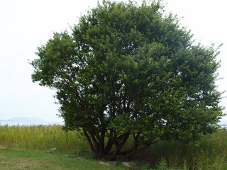 t[
