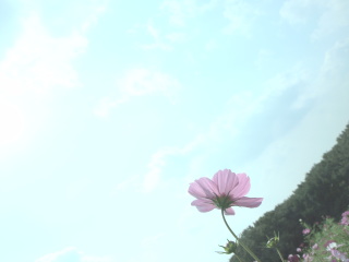 t[