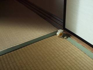 フレーム