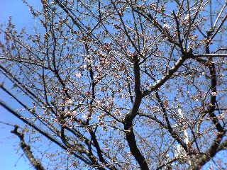 20060320_sakura.jpg