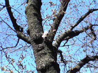 20060320_sakura2.jpg