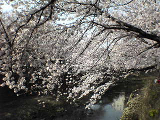 20060401_sakura2.jpg