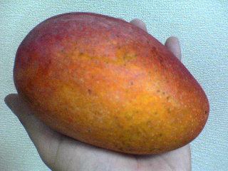 20060723_Mango.JPG