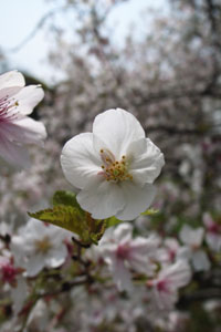 sakura07.jpg