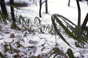 雪景色